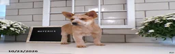 Australian Cattle Dog dogs for sale: Maverick - Ad 5