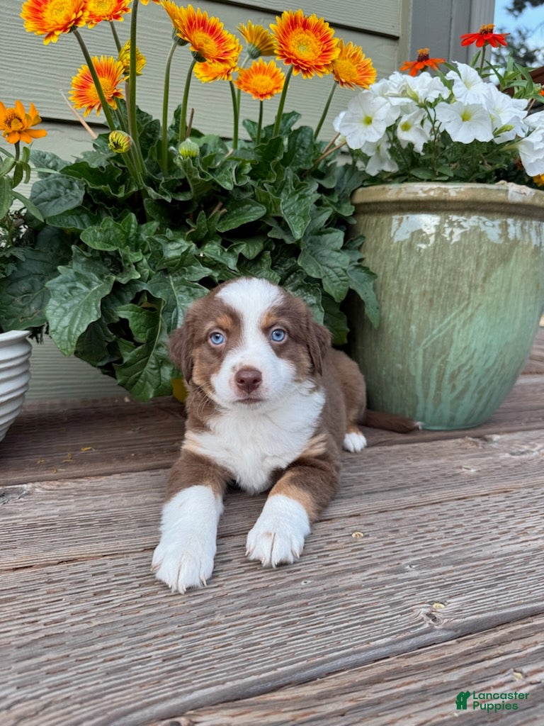 Miniature Australian Shepherd dogs Hooligans Red Tri Female - Ad 2