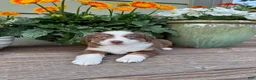 Miniature Australian Shepherd dogs for sale: Hooligans Red Tri Female - Ad 2