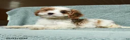 Cavapoo dogs for sale: Babe - Ad 2