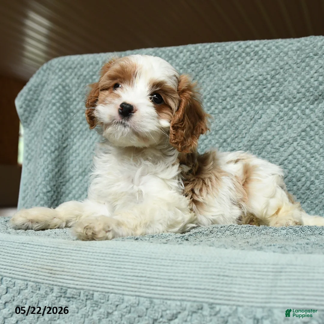 Cavapoo dogs for sale: Babe - Ad 2