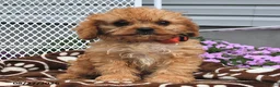 Cavapoo dogs for sale: Curious   - Ad 1