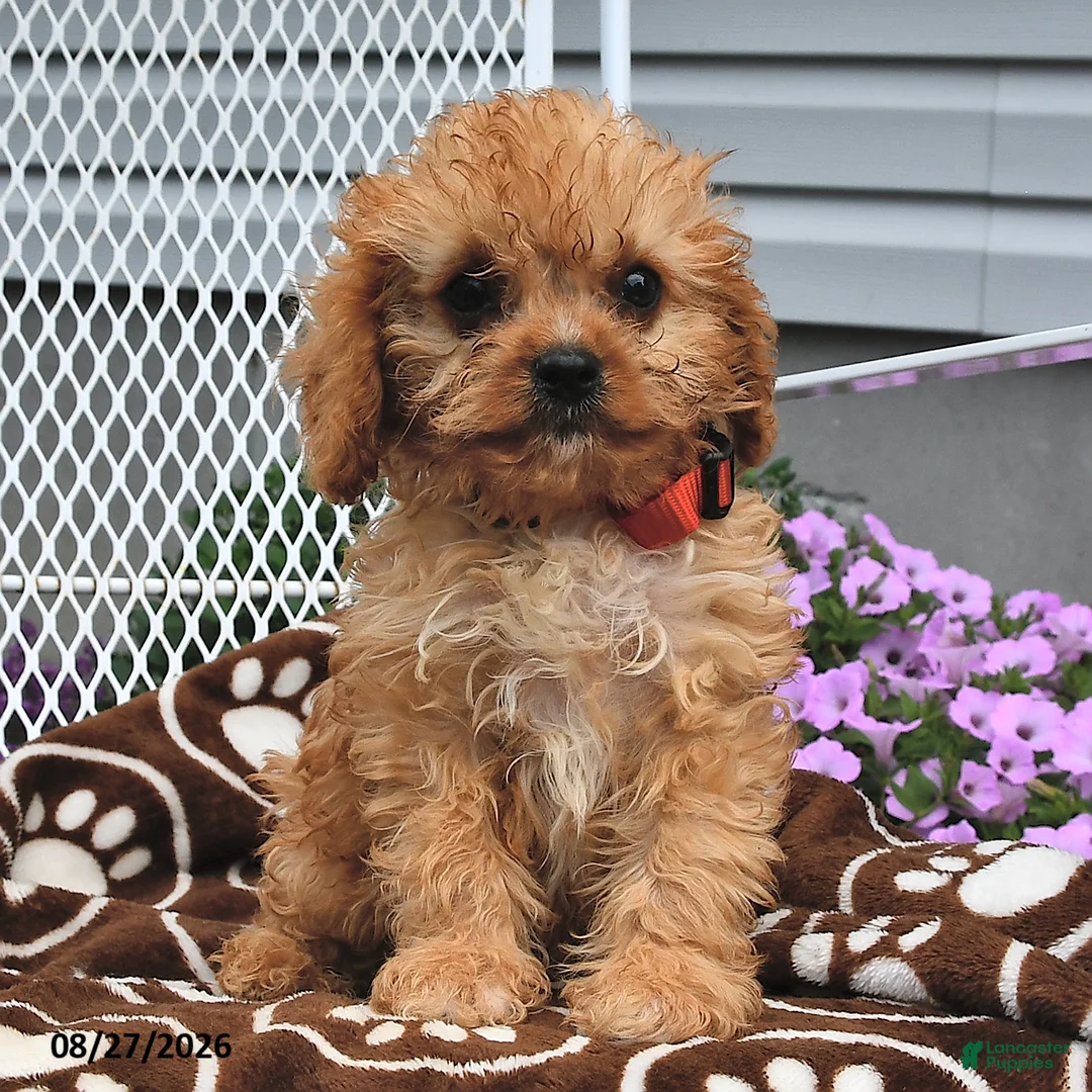 Cavapoo dogs for sale: Curious   - Ad 1
