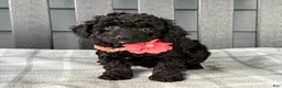 Cockapoo dogs for sale: Oakley  - Ad 8
