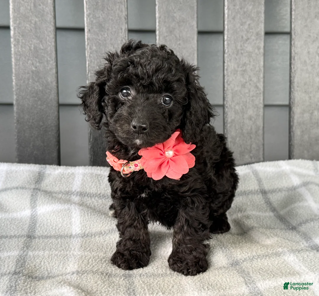Cockapoo dogs for sale: Oakley  - Ad 8