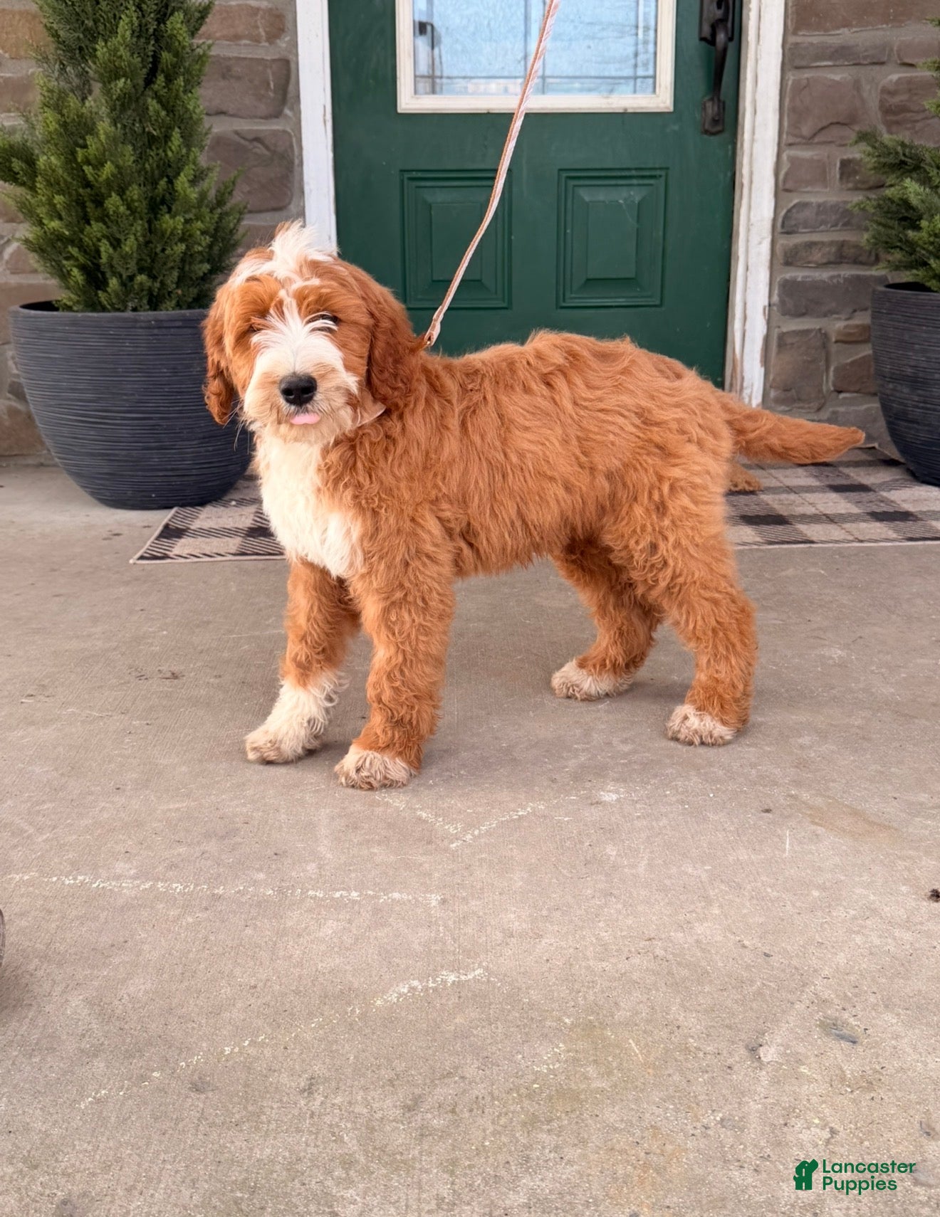 Bernedoodle dogs Bernedoodle Puppy 1 - Ad 2