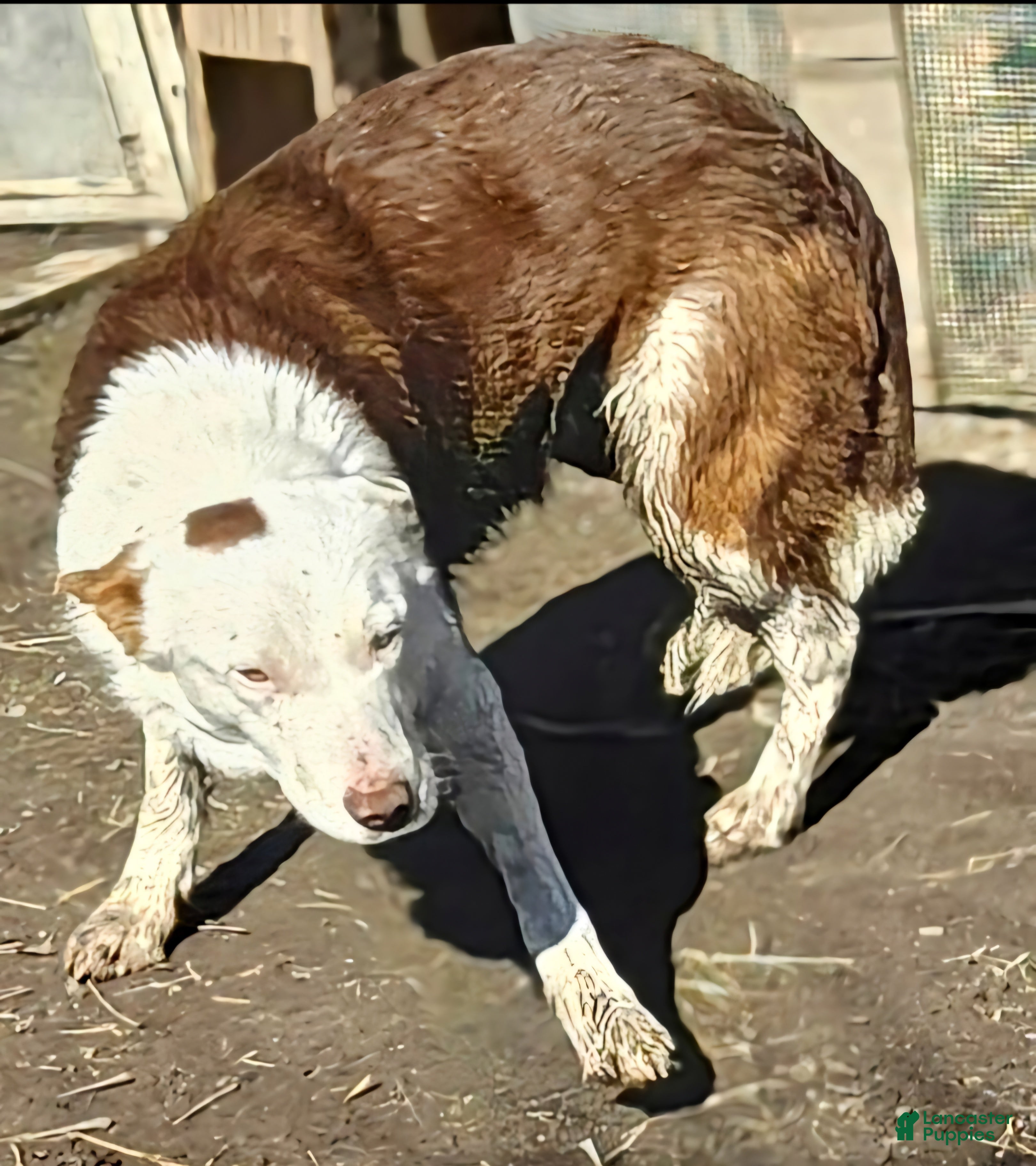 Border Collie dogs Zinny - Ad 7
