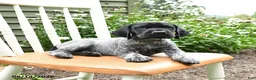 German Shorthaired Pointer dogs for sale: Jack  - Ad 5