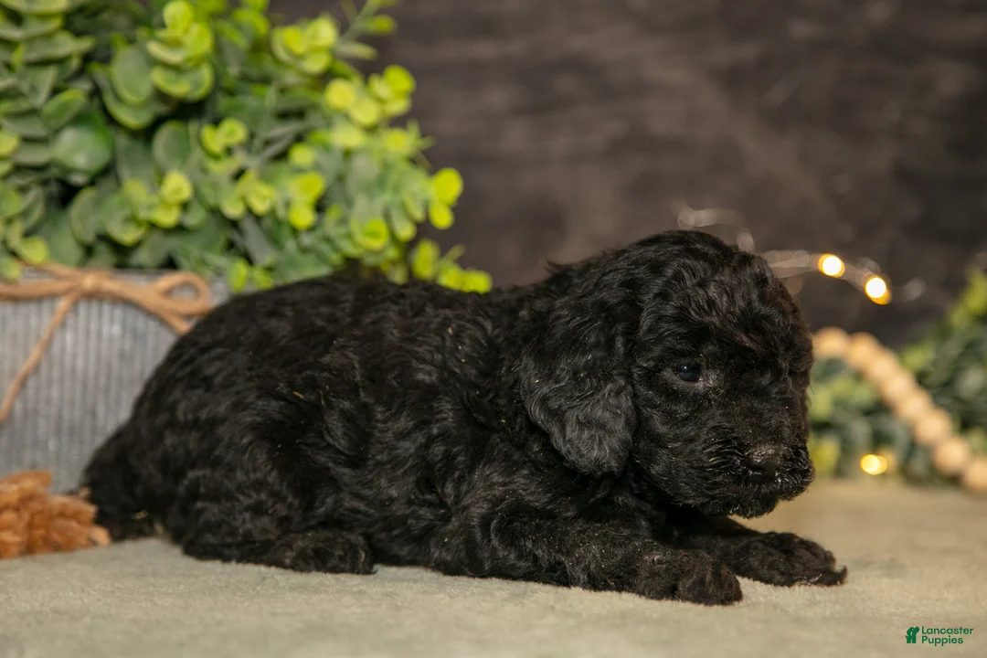 Miniature Poodle dogs for sale: Krissy - Ad 3