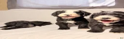 Sheepadoodle dogs for sale: Sheepadoodle Puppy 3 - Ad 3