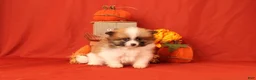 Pomeranian dogs for sale: Katelyn - Ad 4