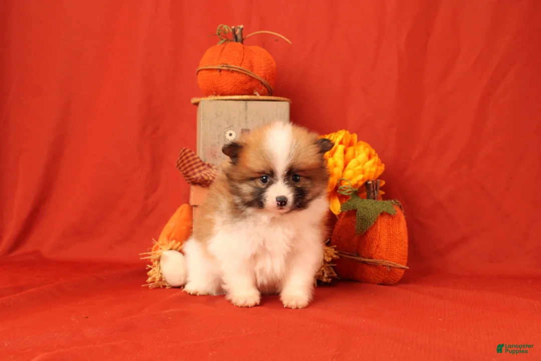 Pomeranian dogs for sale: Katelyn - Ad 4