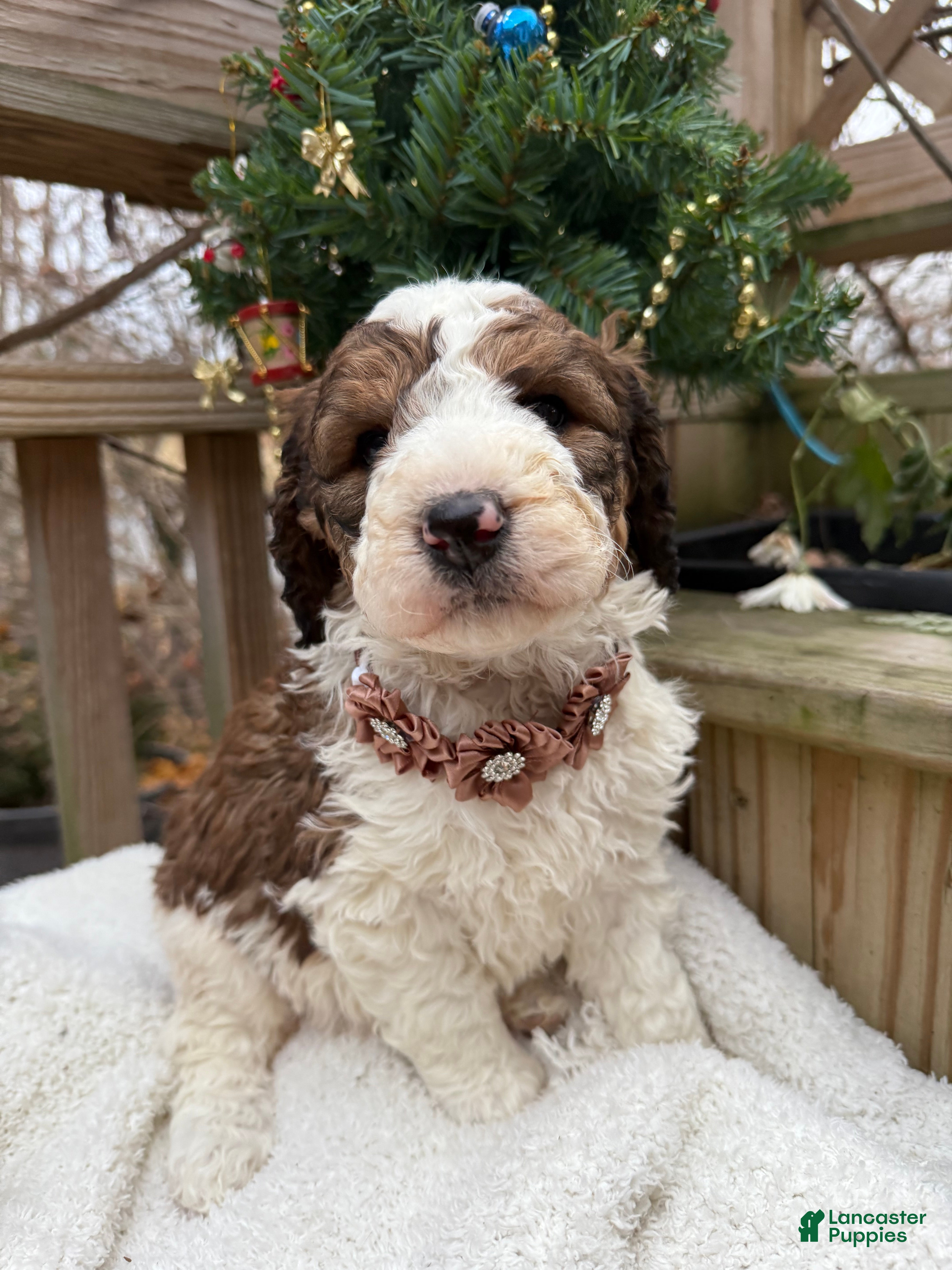 Saint Berdoodles dogs Bella - Ad 3