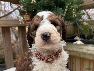 Saint Berdoodles dogs Bella - Ad 2