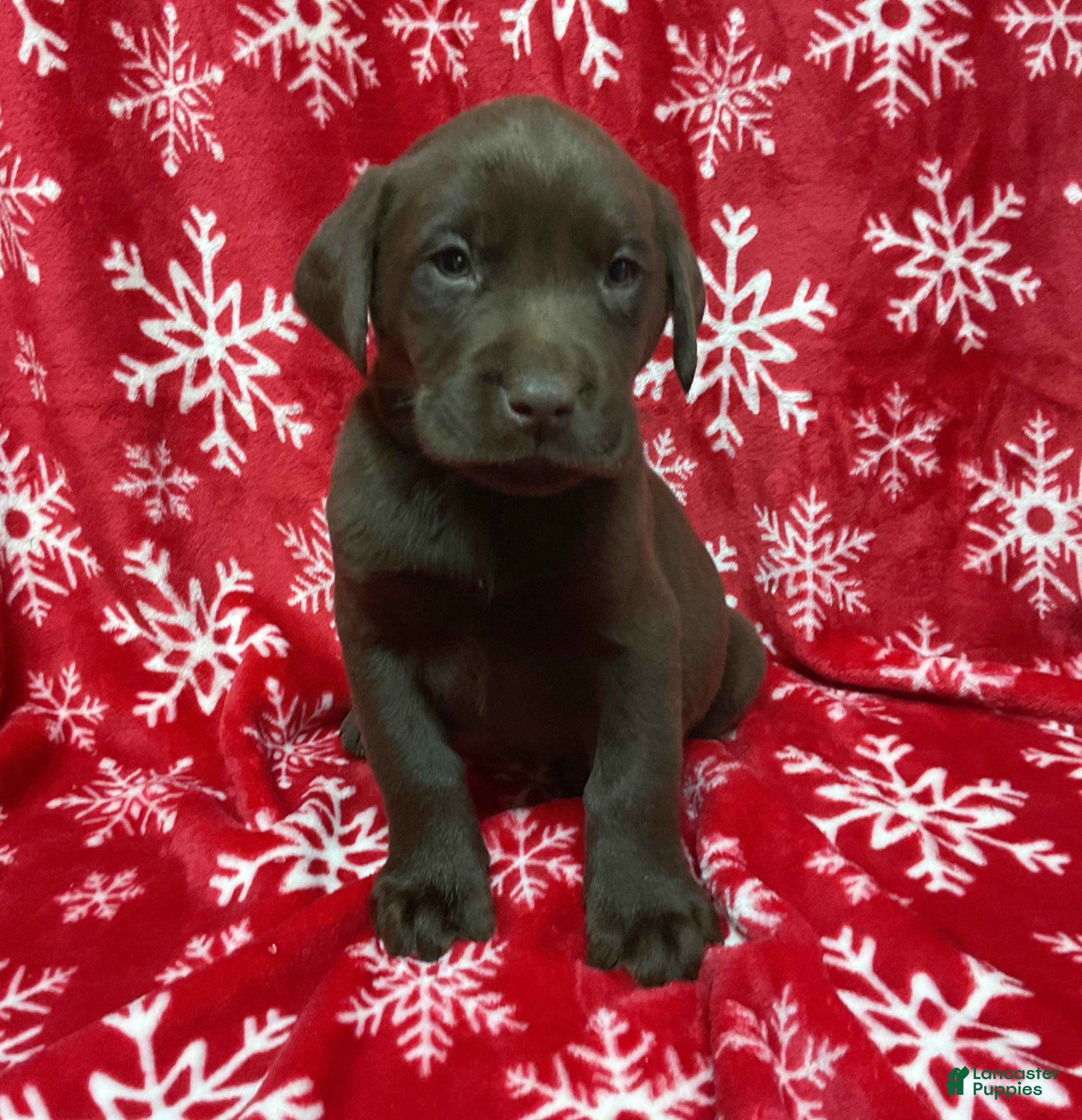 Labrador Retriever dogs Chili  - Ad 31