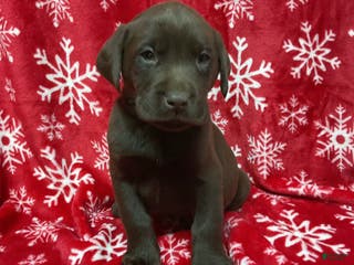 Labrador Retriever dogs Chili - Ad 27