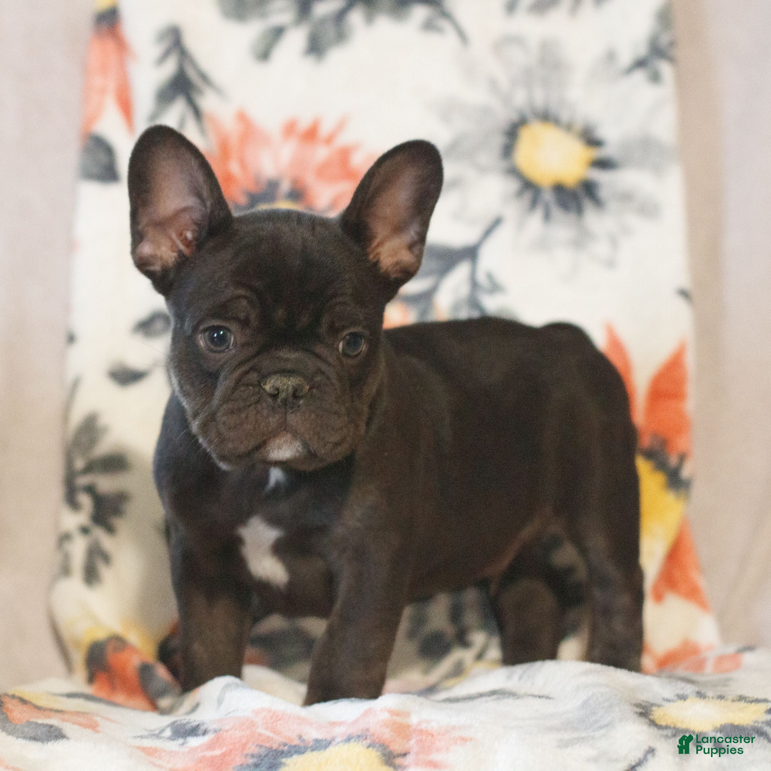 French Bulldog dogs Caleb  - Ad 1