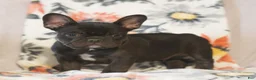 French Bulldog dogs for sale: Caleb  - Ad 1