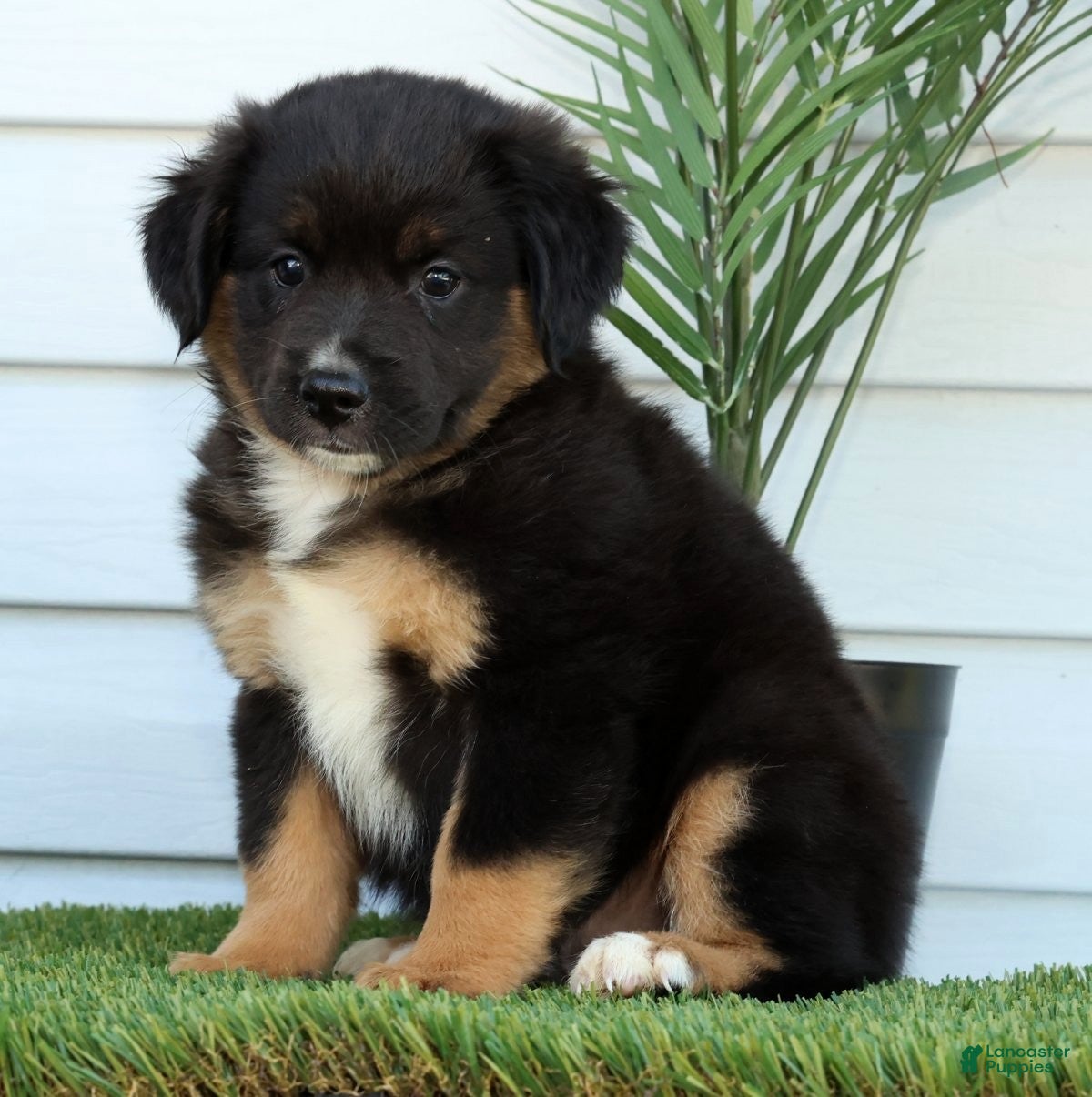 Miniature Australian Shepherd dogs for sale: Tanner - Ad 7