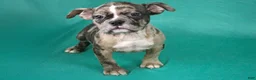 American Bully dogs for sale: Black Brindle Merle Female - Ad 6