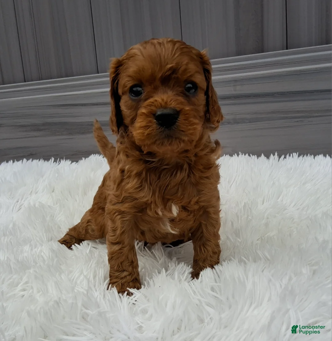 Cavapoo dogs for sale: Nugget - Ad 1