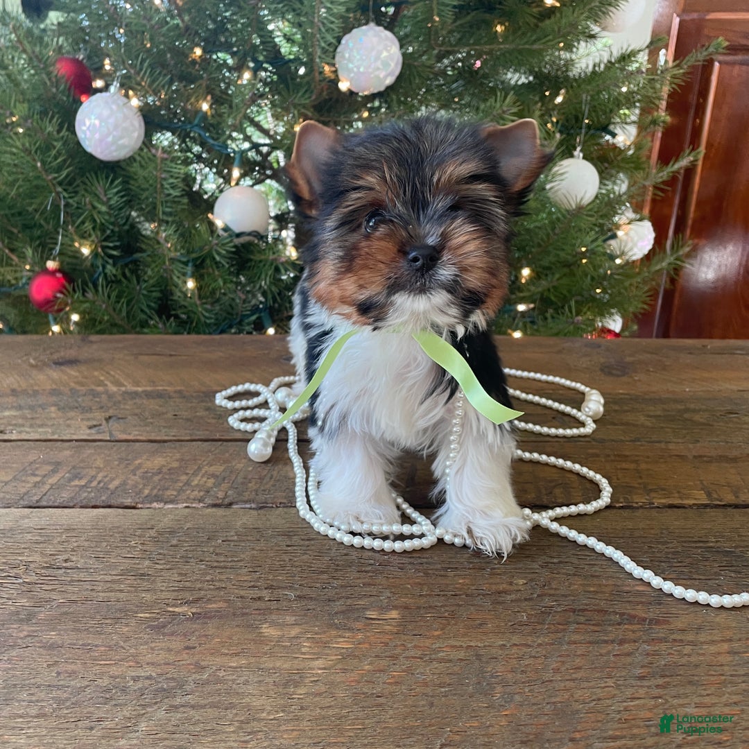 Mixed Breed dogs for sale: Bandit - Ad 4