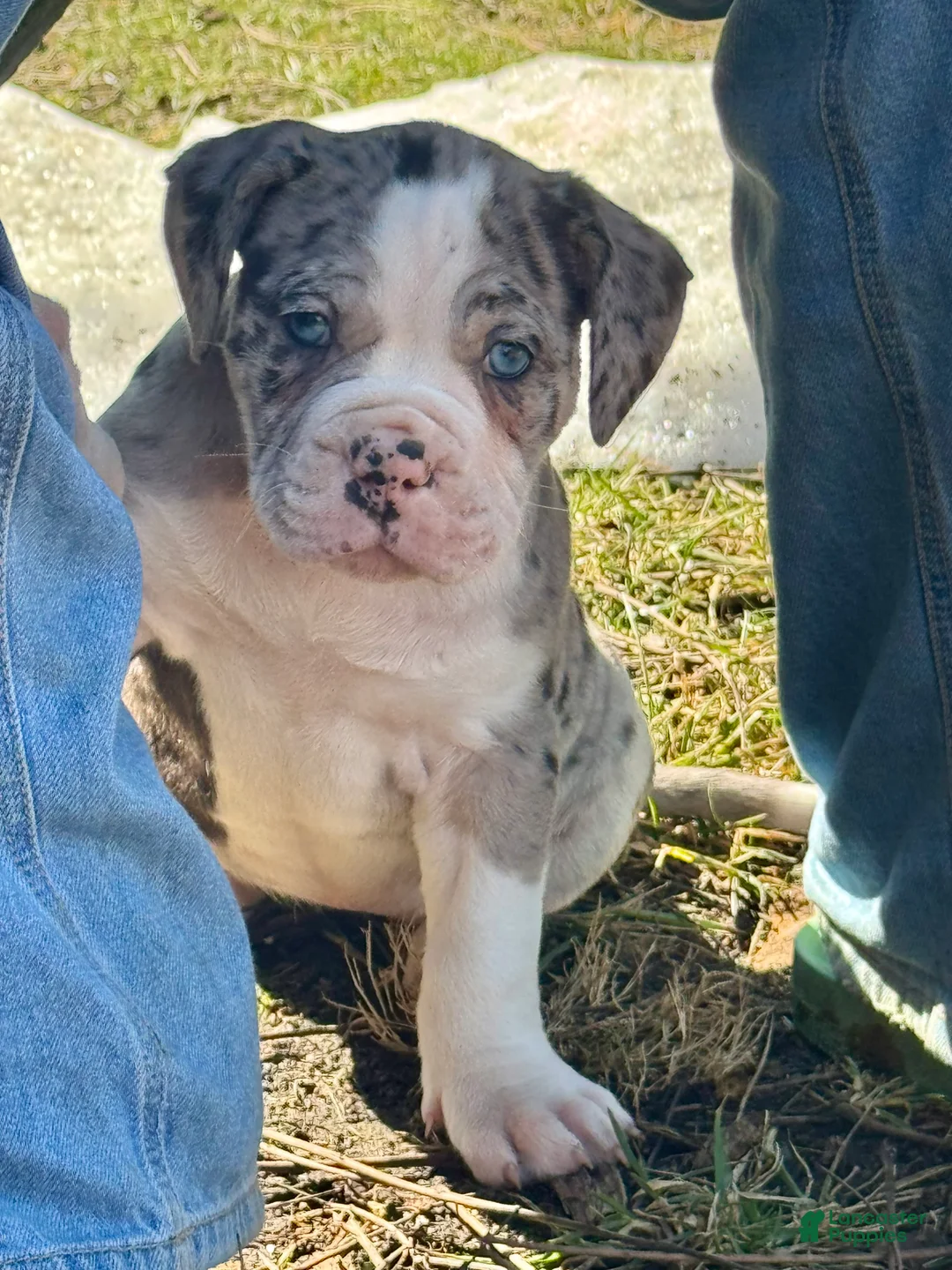 Alapaha Blue Blood Bulldog dogs for sale: BEA Echo - Ad 2