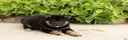 Shiba Inu dogs for sale: Lila  - Ad 2