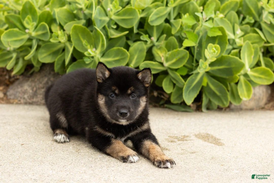 Shiba Inu dogs for sale: Lila  - Ad 2