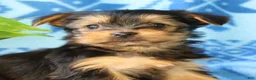Yorkshire Terrier dogs for sale: Danny - Ad 9