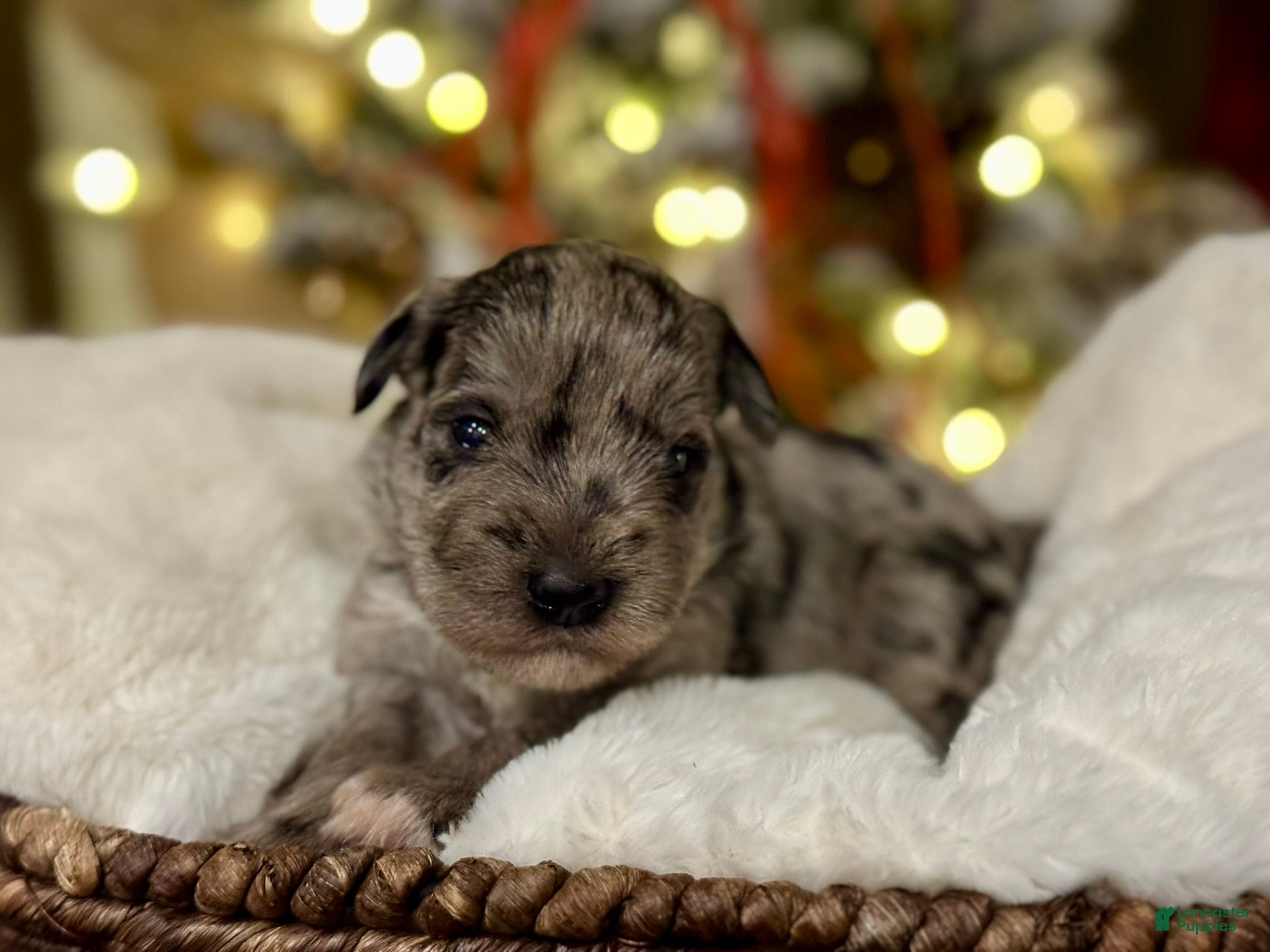 Miniature Schnauzer dogs Tater - Ad 7