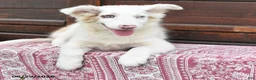 Miniature Australian Shepherd dogs for sale: Gertrude - Ad 3