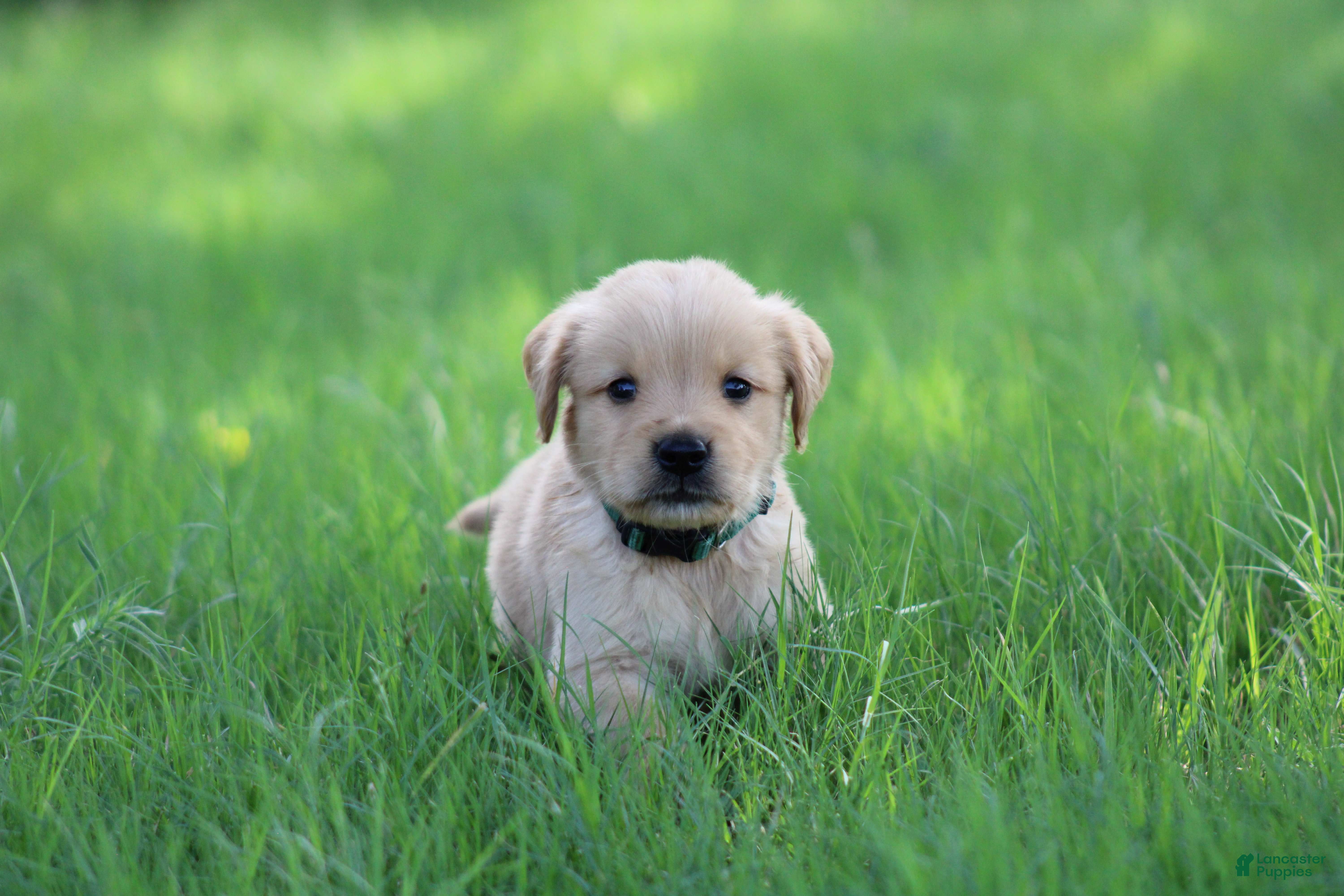 Golden Retriever dogs Oliver - Ad 1