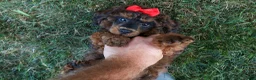 Miniature Poodle dogs for sale: MARSHALL - Ad 1