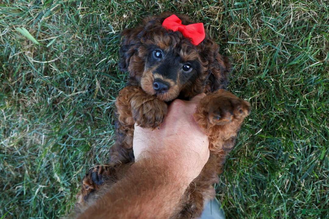 Miniature Poodle dogs for sale: MARSHALL - Ad 1