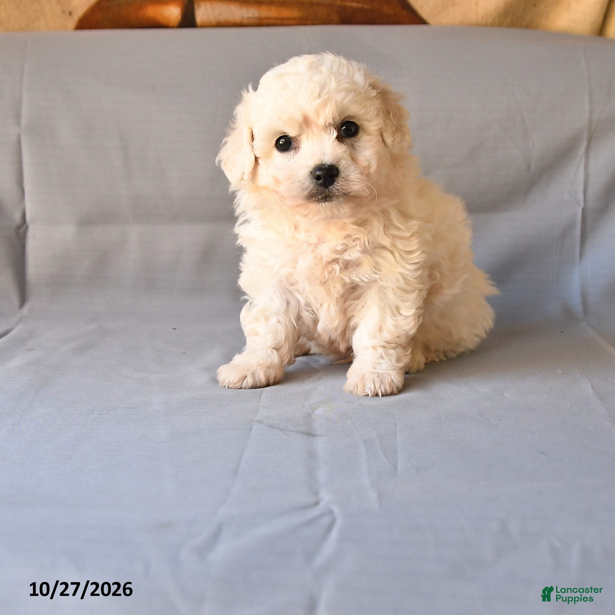 Bichon Frise dogs for sale: Roland - Ad 1