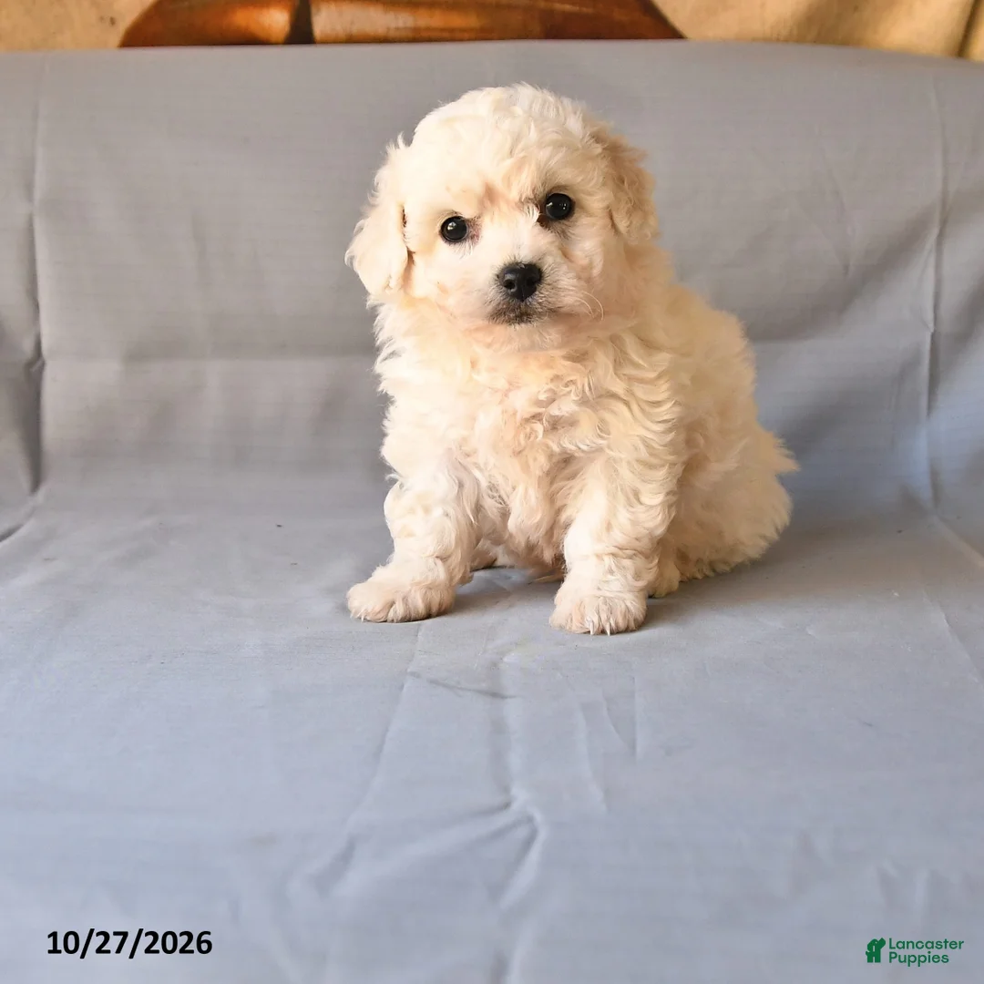 Bichon Frise dogs for sale: Roland - Ad 1