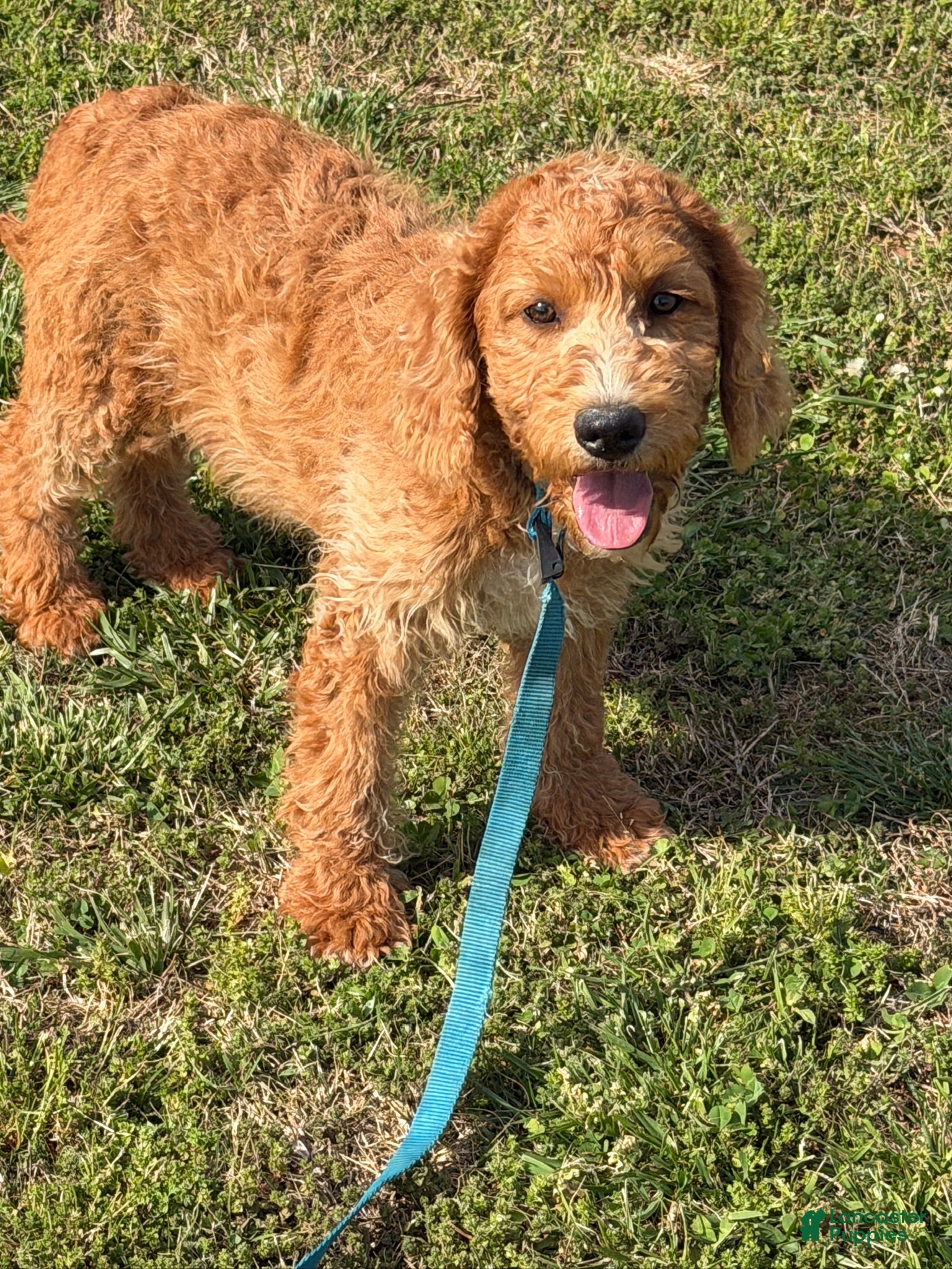Labradoodle dogs Ben - Ad 1