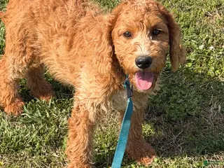 Labradoodle dogs Ben - Ad 30