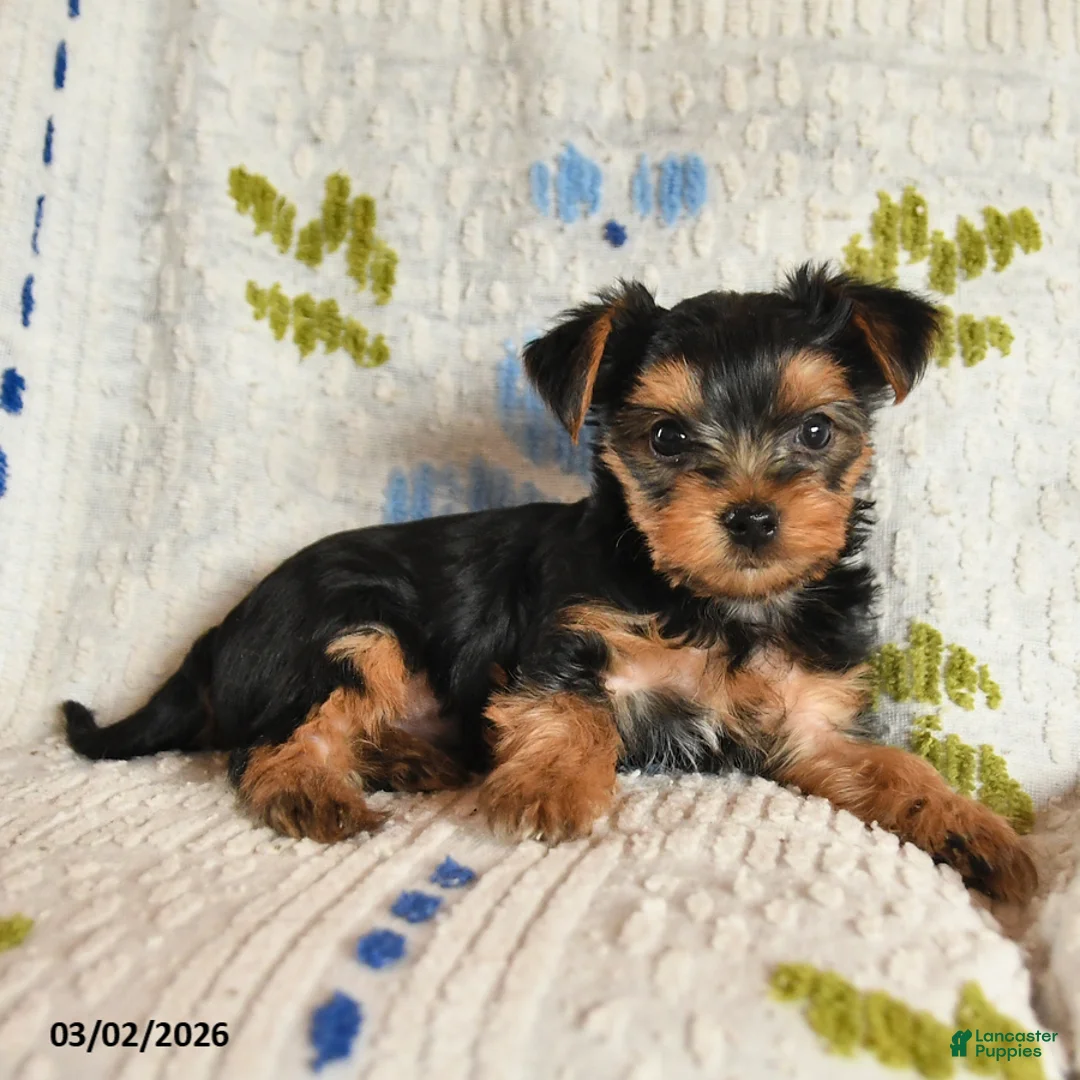 Yorkshire Terrier dogs for sale: Jingles - Ad 2