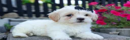 Teddy Bear dogs for sale: Bently 🐶 - Ad 11