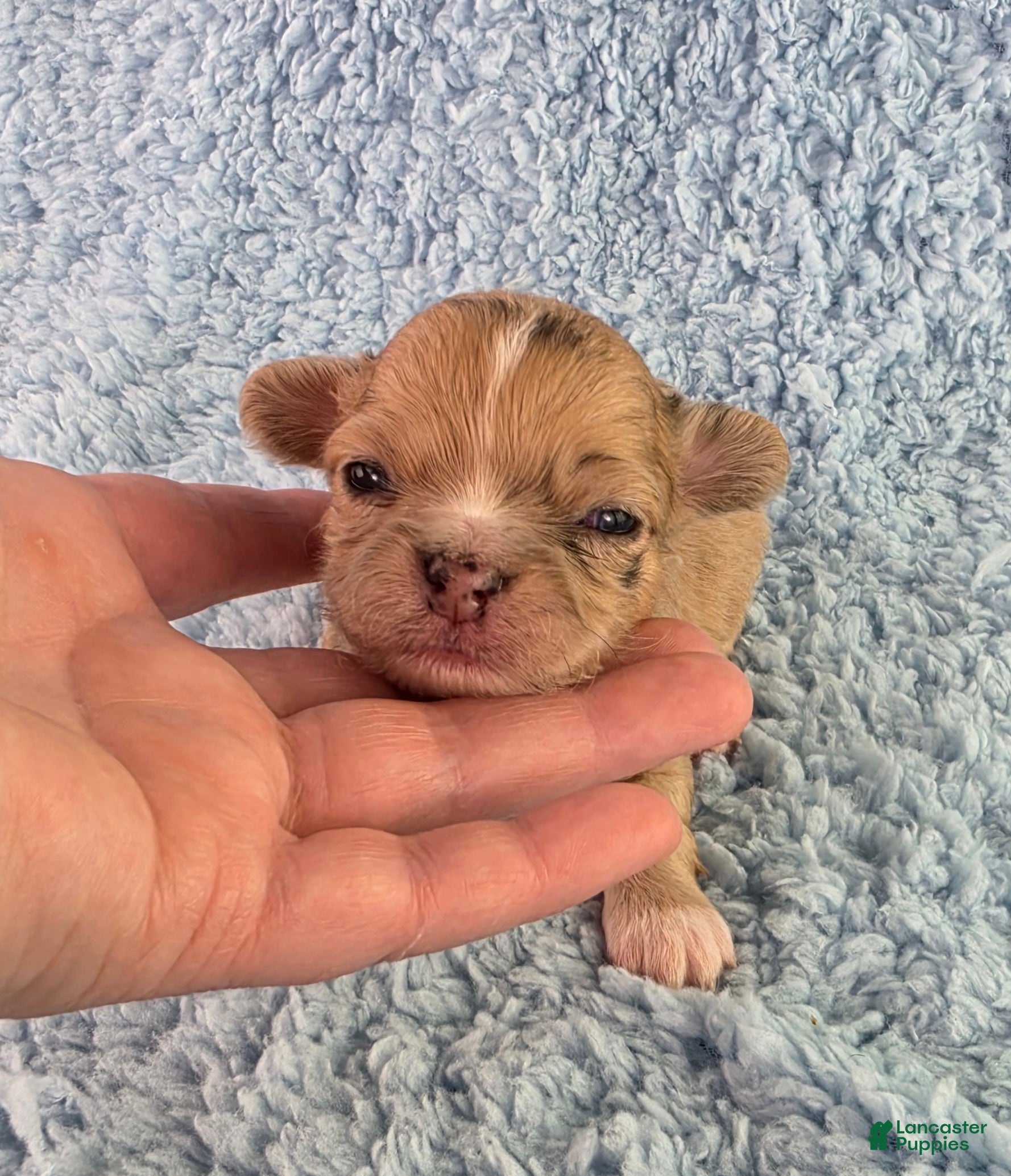 Chihuahua dogs AKC Nemo - Ad 2