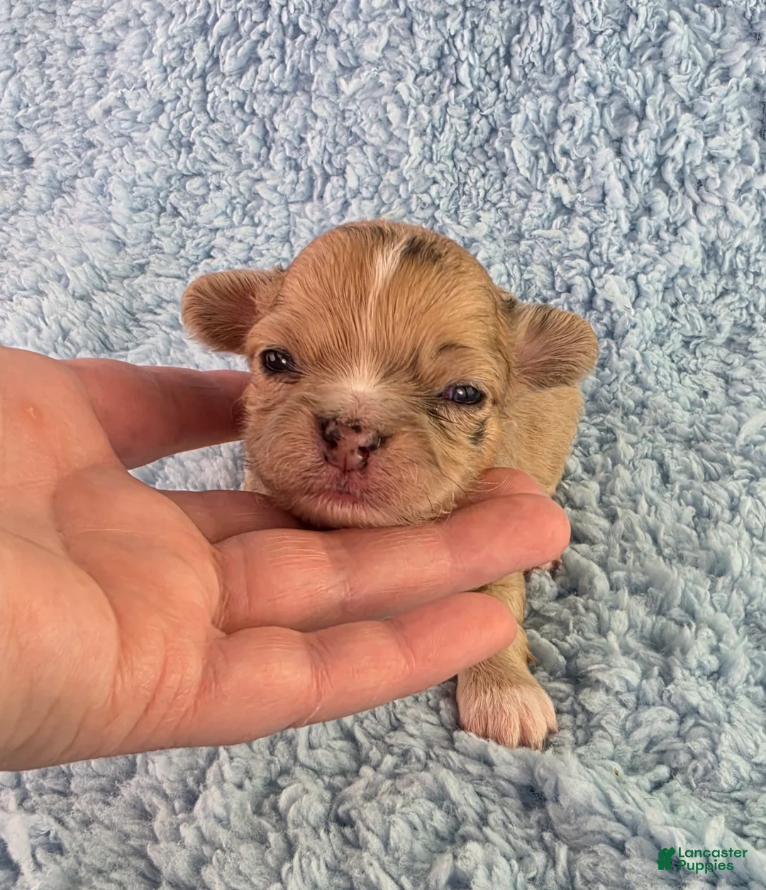 Chihuahua dogs for sale: AKC Nemo - Ad 2