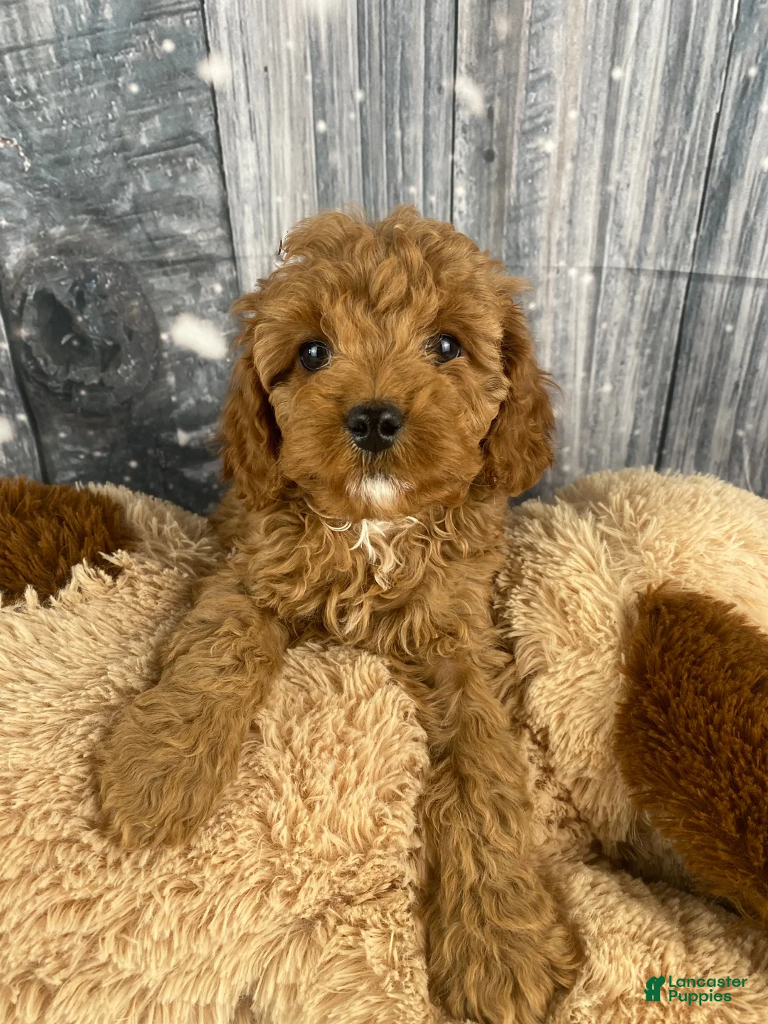 Cavapoo dogs for sale: Rufus - Ad 4