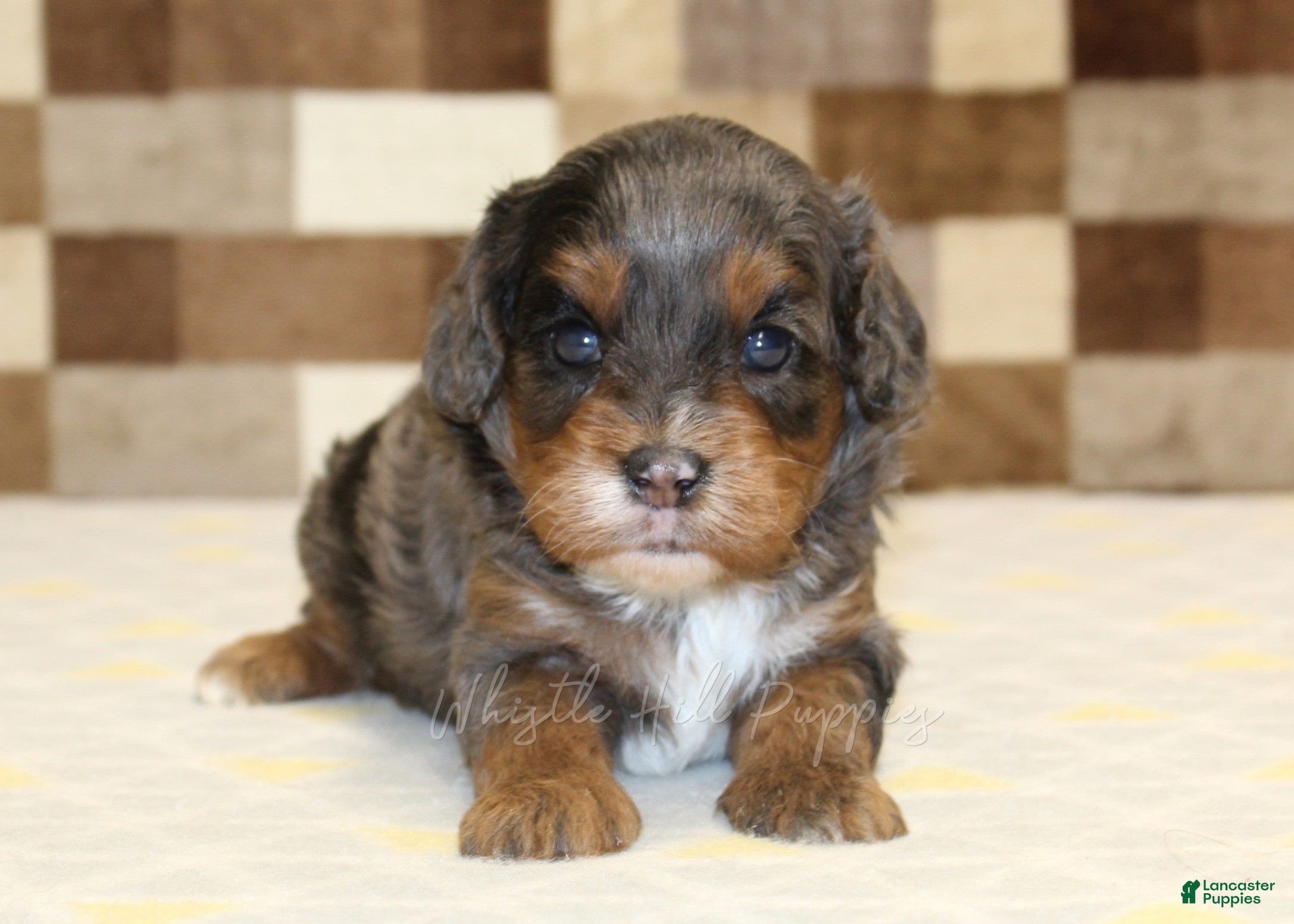 Cavapoo dogs Victoria - Ad 2