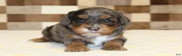Cavapoo dogs for sale: Victoria - Ad 2