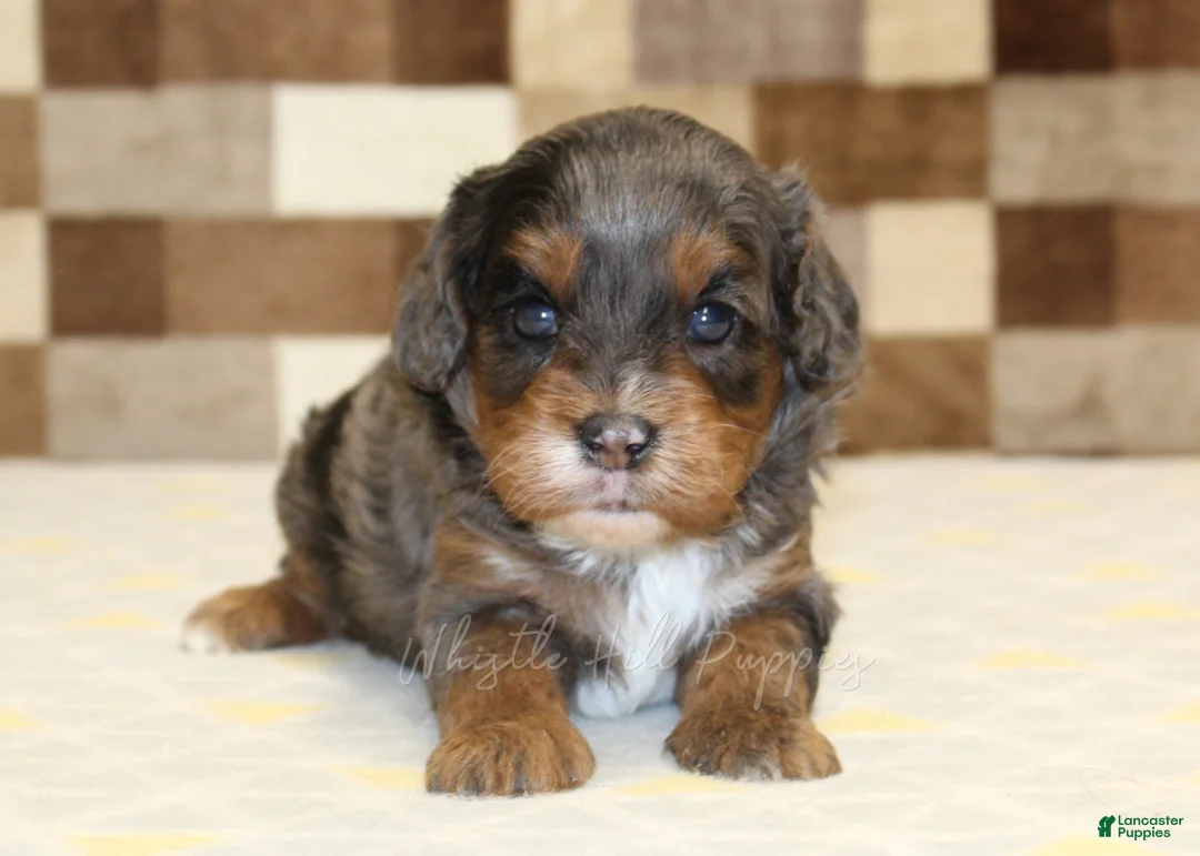 Cavapoo dogs for sale: Victoria - Ad 2