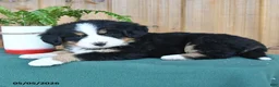 Bernese Mountain Dog dogs for sale: Paslie - Ad 3