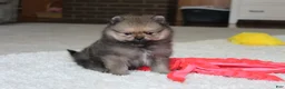 Pomeranian dogs for sale: Logan - Ad 12