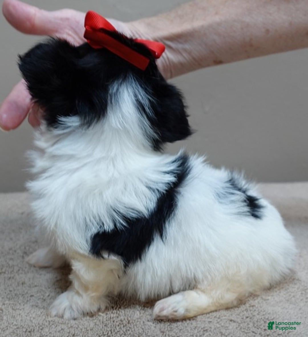 Yorkshire Terrier dogs for sale: Presley dob 10/13 - Ad 3